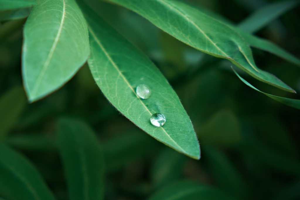 Two drops of water on a green leaf.